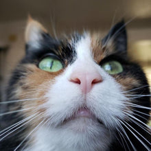 Load image into Gallery viewer, #301 - The Cally: Tobacco Pueblo, #1 Brown Stitching, Brass Hardware