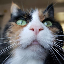 Load image into Gallery viewer, #302 - The Cally: Violet Pueblo, #0 Violet Stitching, Silver Hardware