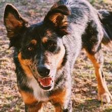 Load image into Gallery viewer, #112 - The Melvin: Violet & Yellow Pueblo Leather; White #1 Stitching
