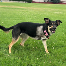 Load image into Gallery viewer, #208 - The Daubi: Yellow Pueblo Leather, #0 Brown Stitching